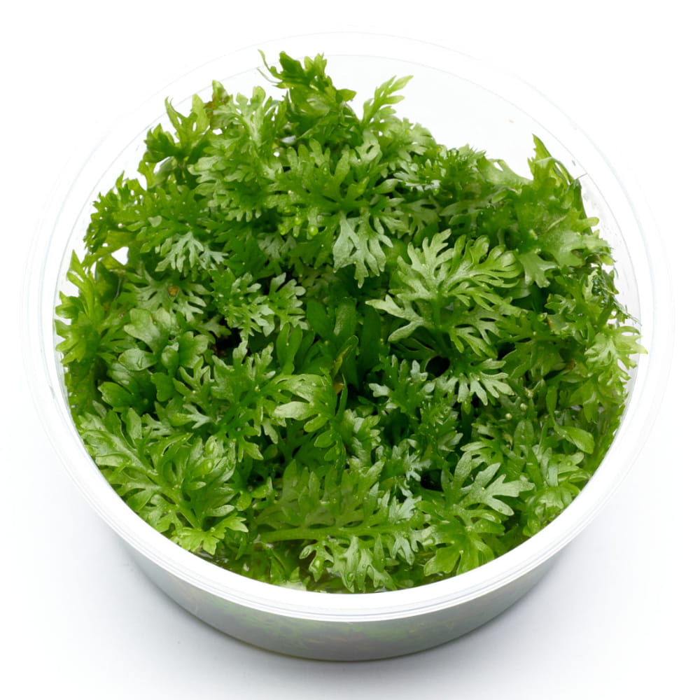 ceratopteris thalictroides fein kubek 10cm.jpg